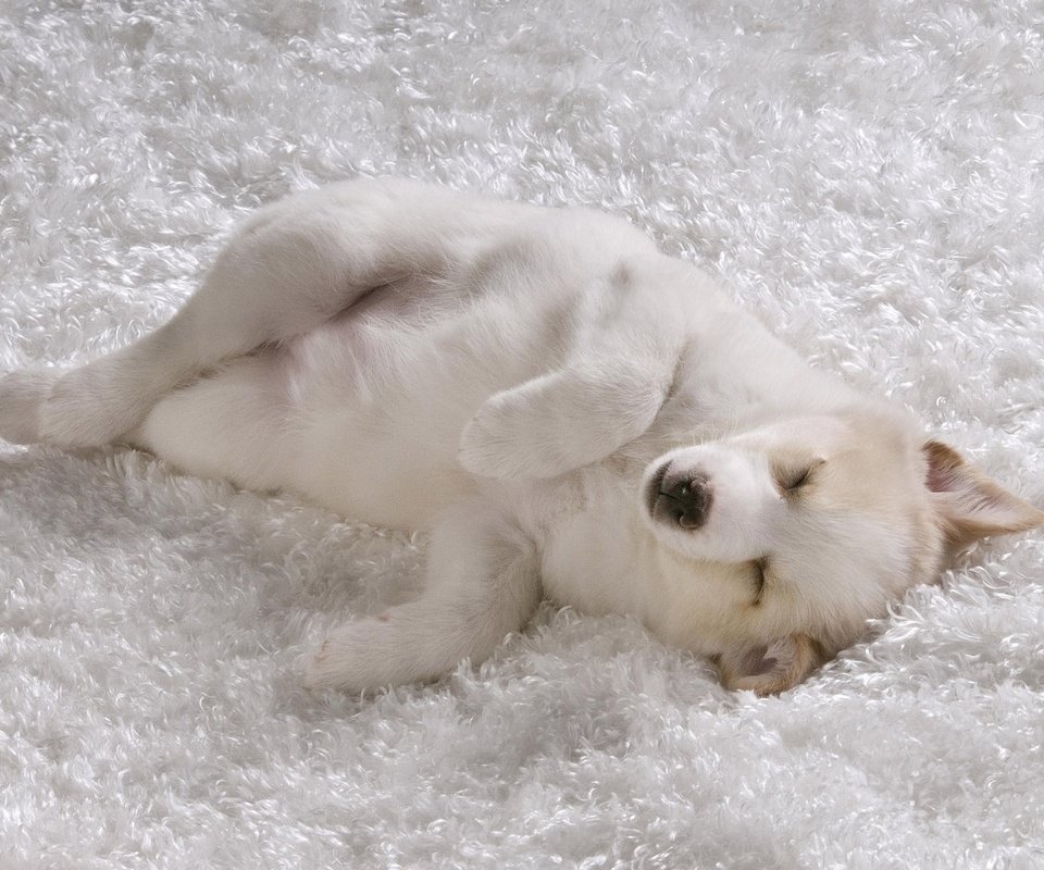 Обои сон, белый, песик, ковер, sleep, white, doggie, carpet разрешение 1920x1200 Загрузить