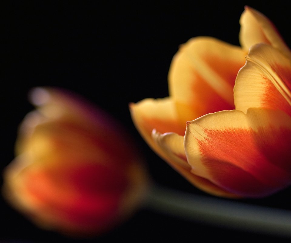 Обои макро, черный, тюльпаны, macro, black, tulips разрешение 2560x1600 Загрузить