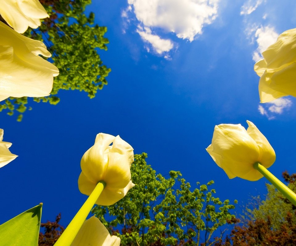 Обои небо, цветы, облака, деревья, тюльпаны, the sky, flowers, clouds, trees, tulips разрешение 2560x1600 Загрузить