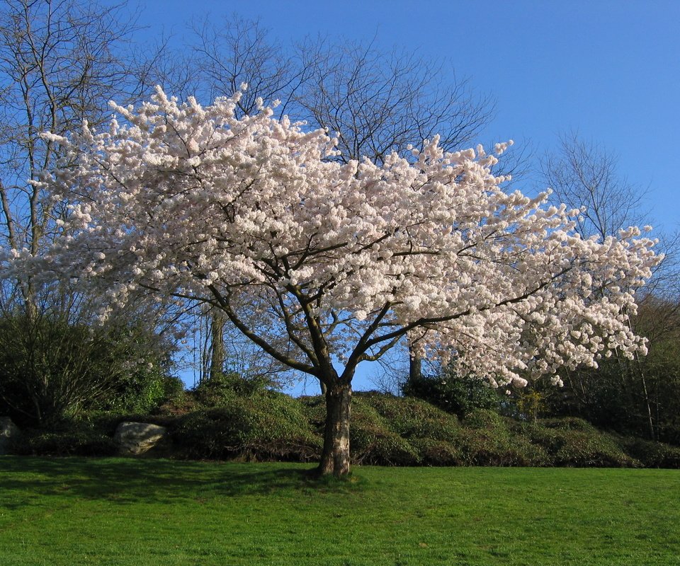 Обои дерево, белый, вишня, сакура, tree, white, cherry, sakura разрешение 2272x1704 Загрузить