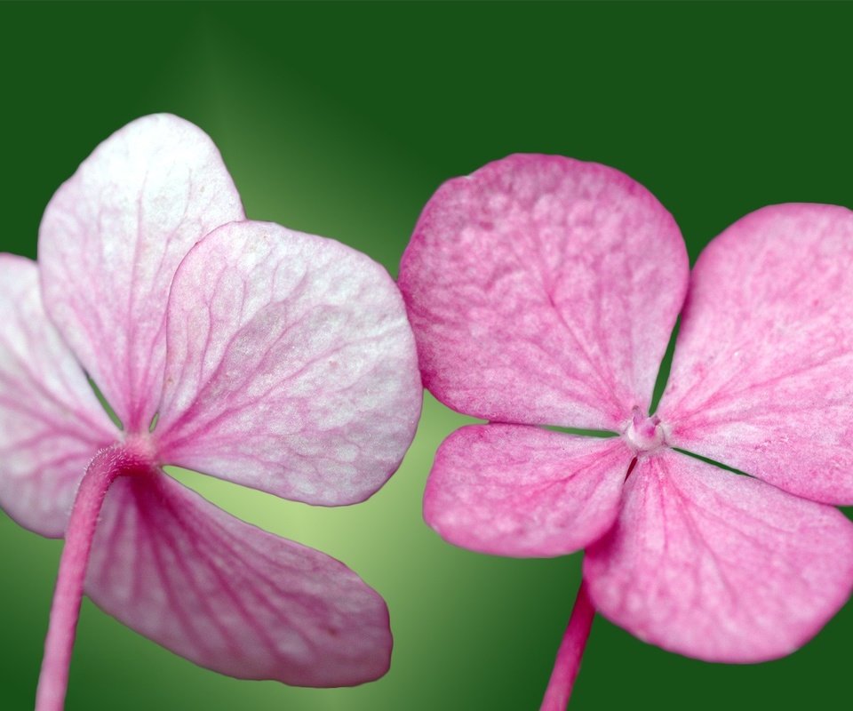 Обои зелёный, лепестки, розовый, green, petals, pink разрешение 1920x1200 Загрузить