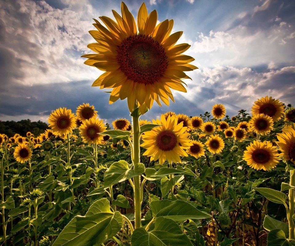 Обои поле, лето, подсолнухи, field, summer, sunflowers разрешение 2560x1600 Загрузить