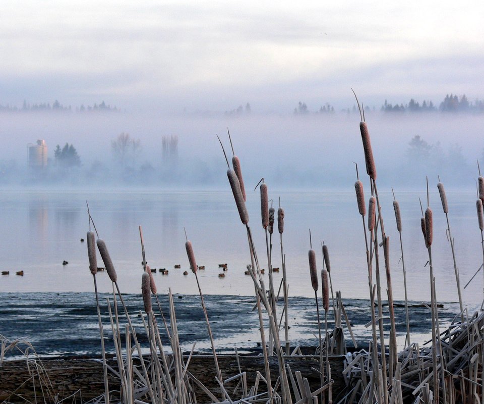 Обои болото, туман, камыш, рогоз, swamp, fog, reed, cattail разрешение 2560x1600 Загрузить