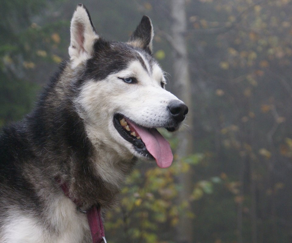 Обои язык, пес, сибирская хаски, language, dog, siberian husky разрешение 2560x1600 Загрузить