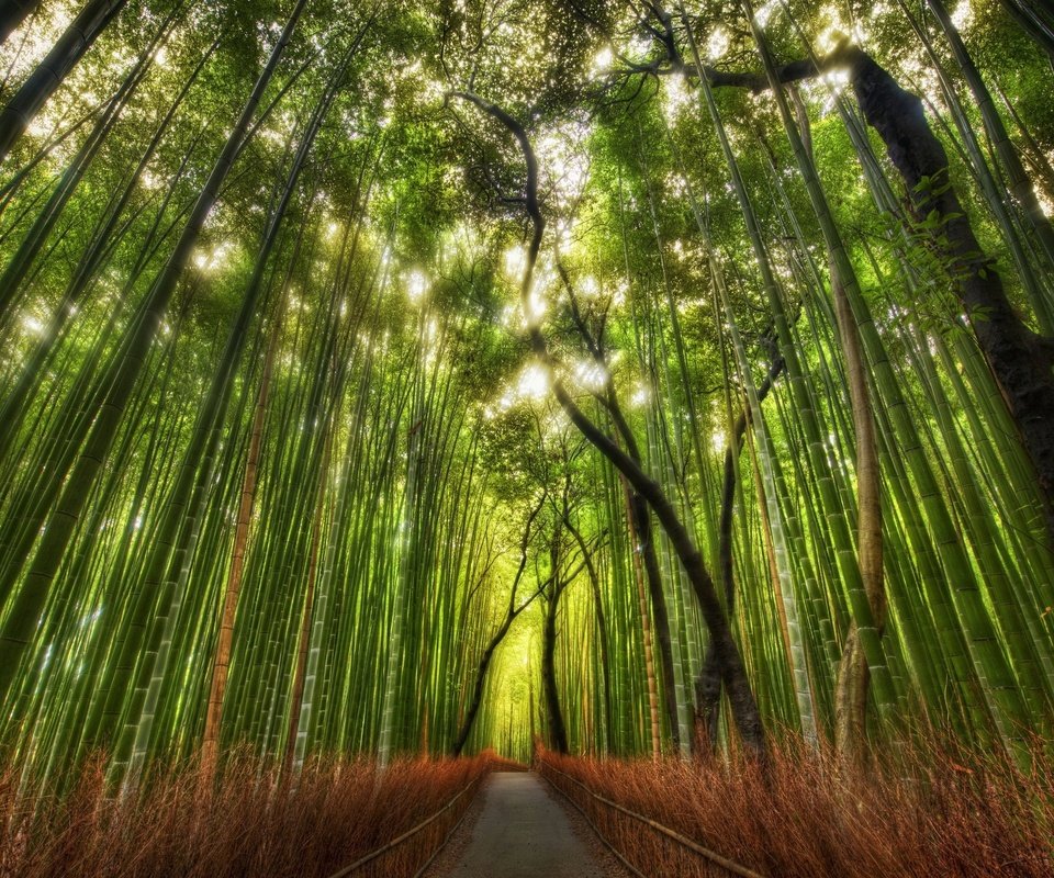 Обои тропинка, бамбук, китай, роща, path, bamboo, china, grove разрешение 2560x1600 Загрузить