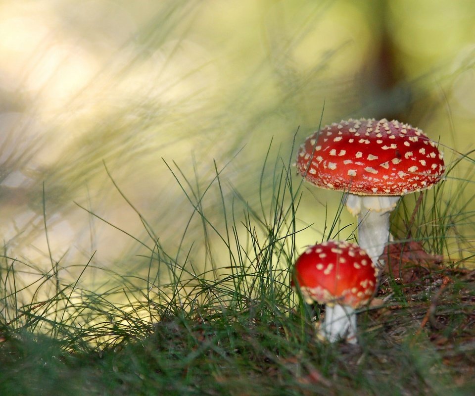 Обои трава, зелень, грибы, паганки, яд, grass, greens, mushrooms, paganki, poison разрешение 1920x1440 Загрузить