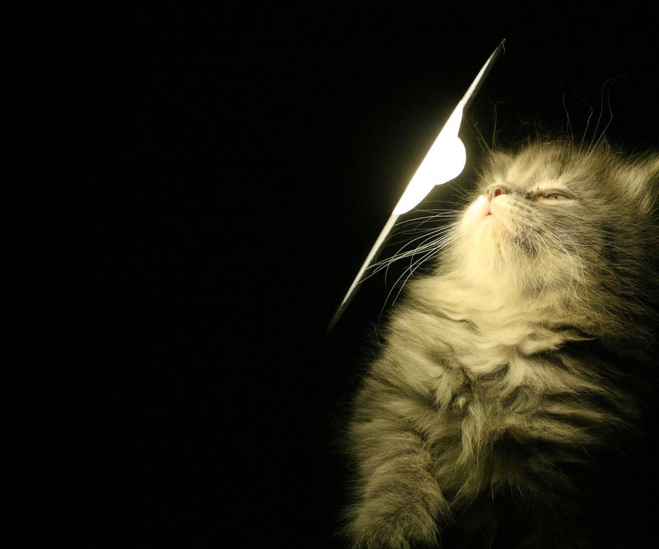 Обои свет, лампа, котенок, light, lamp, kitty разрешение 1920x1200 Загрузить