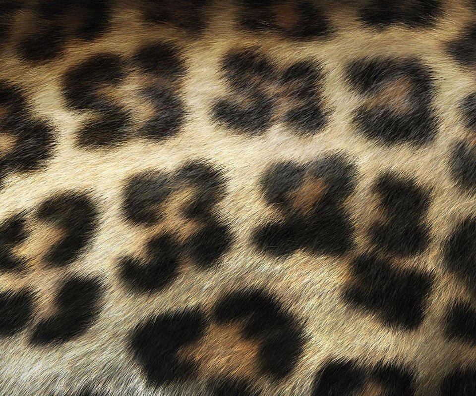 Обои шерсть, леопард, пятна, мех, wool, leopard, spot, fur разрешение 1920x1200 Загрузить