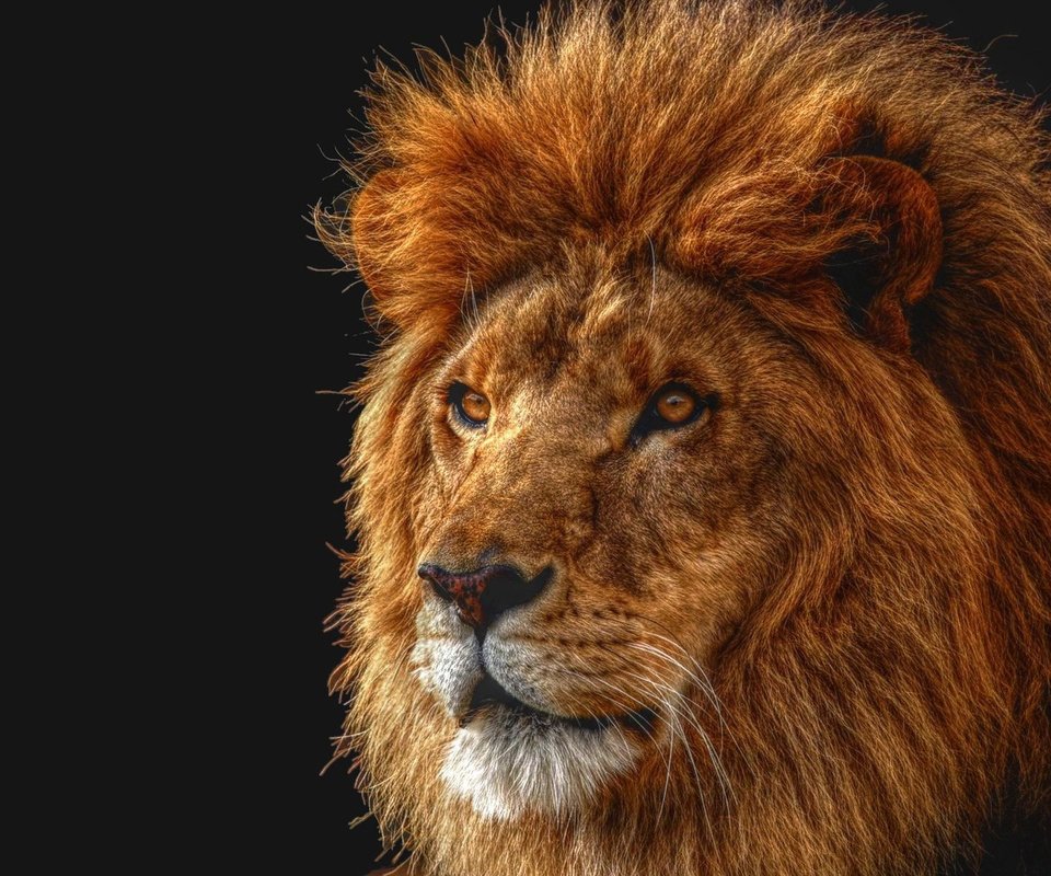 Обои морда, царь, лев, face, king, leo разрешение 1920x1200 Загрузить
