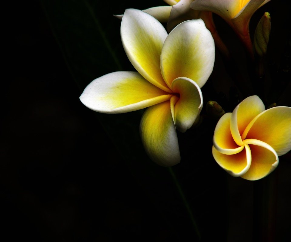 Обои желтый, макро, цветок, черный фон, плюмерия, yellow, macro, flower, black background, plumeria разрешение 2816x2112 Загрузить