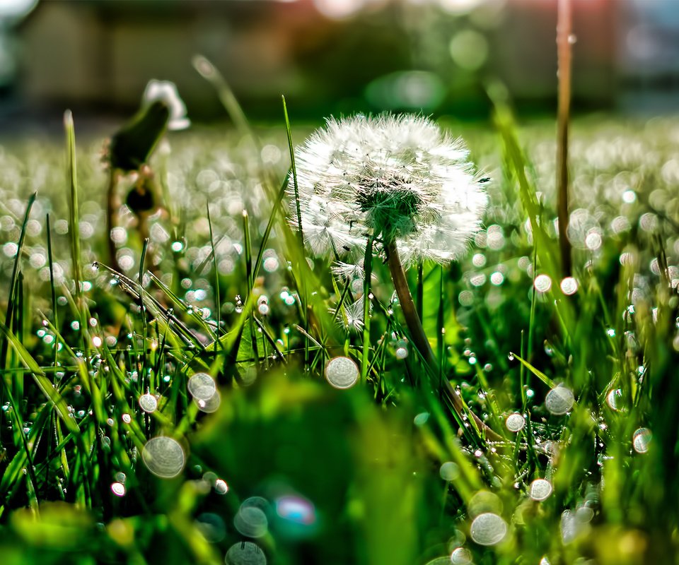 Обои свет, трава, роса, блики, поляна, одуванчик, light, grass, rosa, glare, glade, dandelion разрешение 1920x1200 Загрузить