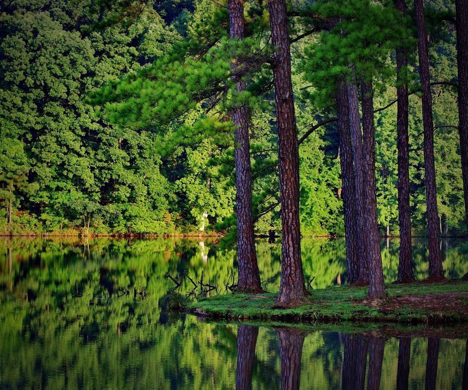 Обои деревья, река, природа, лес, ели, отражение в воде, trees, river, nature, forest, ate, the reflection in the water разрешение 2560x1600 Загрузить