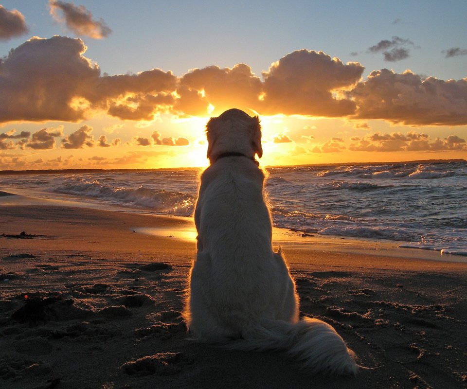 Обои закат, море, собака, ожидание, sunset, sea, dog, waiting разрешение 2560x1600 Загрузить