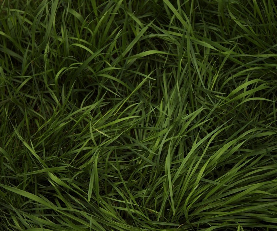 Обои трава, зелёный, лужайка, газон, grass, green, lawn разрешение 1920x1200 Загрузить
