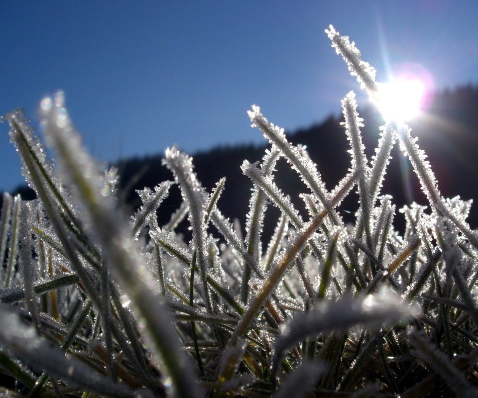 Обои трава, лёд, grass, ice разрешение 1920x1440 Загрузить