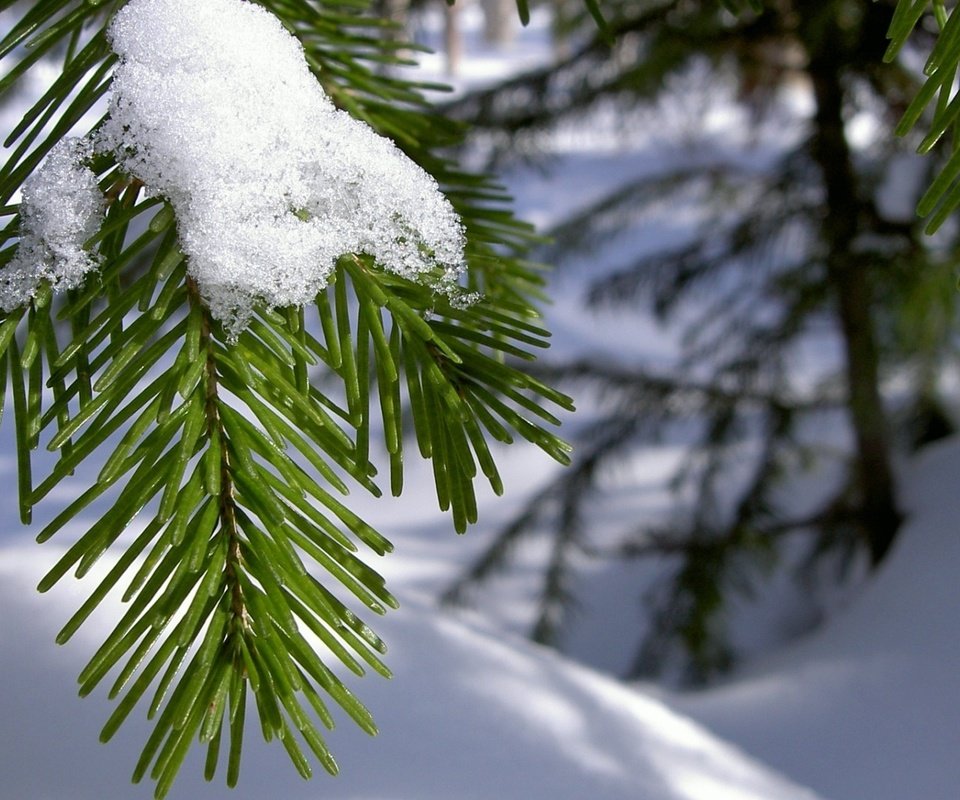 Обои ветка, снег, хвоя, зима, макро, иголки, branch, snow, needles, winter, macro разрешение 1920x1080 Загрузить