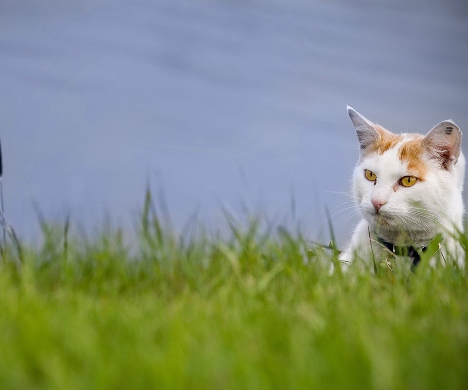 Обои трава, зелень, кот, взгляд, grass, greens, cat, look разрешение 1920x1440 Загрузить