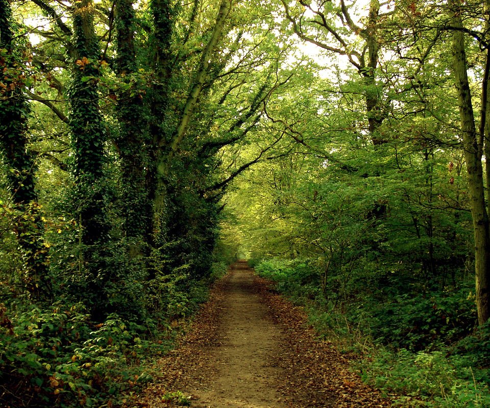 Обои дорога, лес, тропинка, road, forest, path разрешение 2560x1600 Загрузить