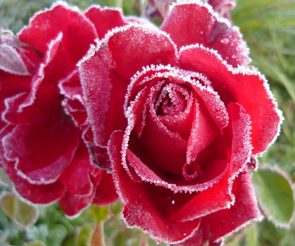 Обои бутоны, розы, иней, buds, roses, frost разрешение 1920x1200 Загрузить