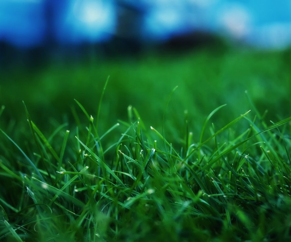 Обои трава, макросьемка, grass, microsemi разрешение 2560x1600 Загрузить