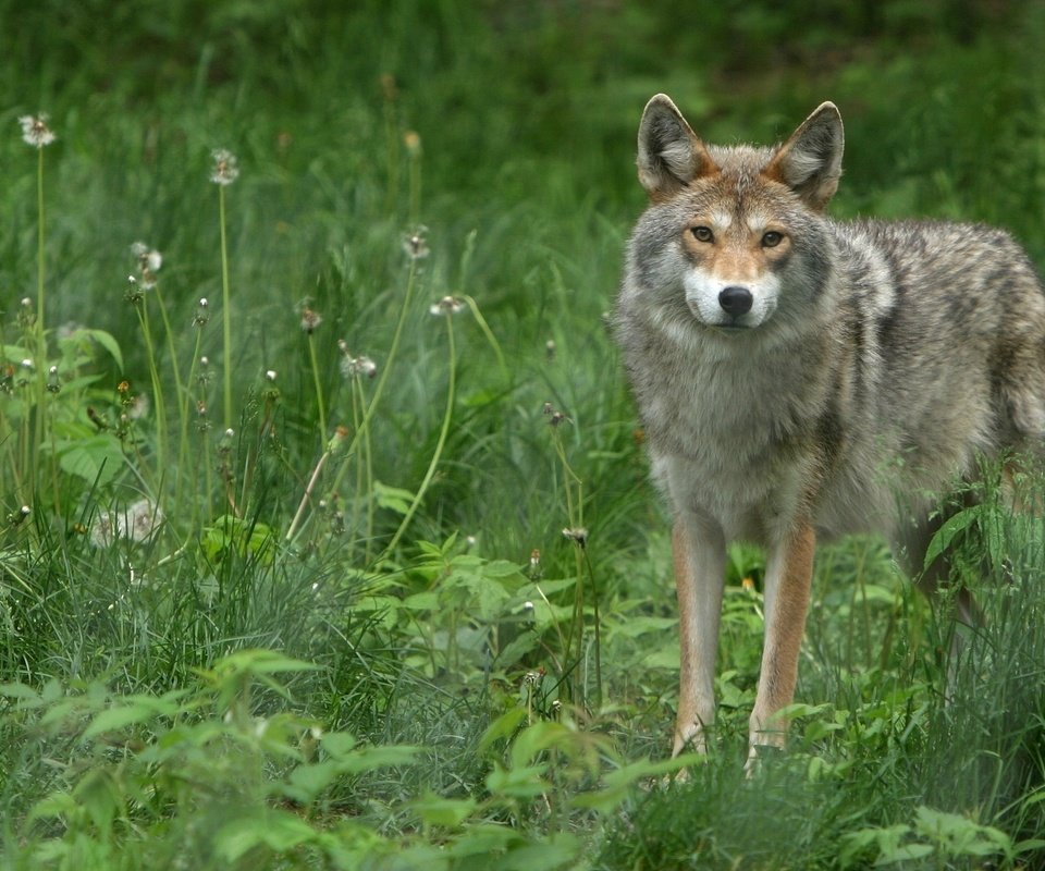 Обои трава, взгляд, волк, grass, look, wolf разрешение 1920x1200 Загрузить