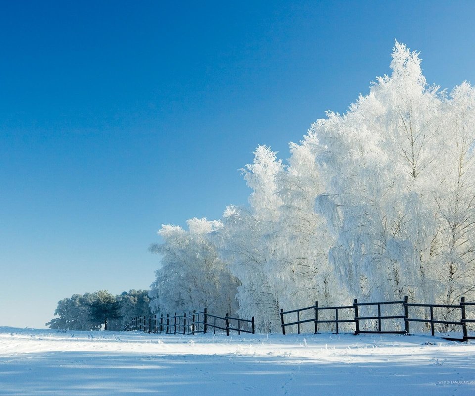 Обои деревья, снег, зима, забор, trees, snow, winter, the fence разрешение 2560x1600 Загрузить