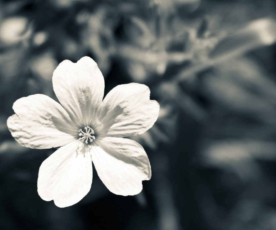 Обои макро, цветок, лепестки, чёрно-белое, белый, серый, macro, flower, petals, black and white, white, grey разрешение 2560x1440 Загрузить
