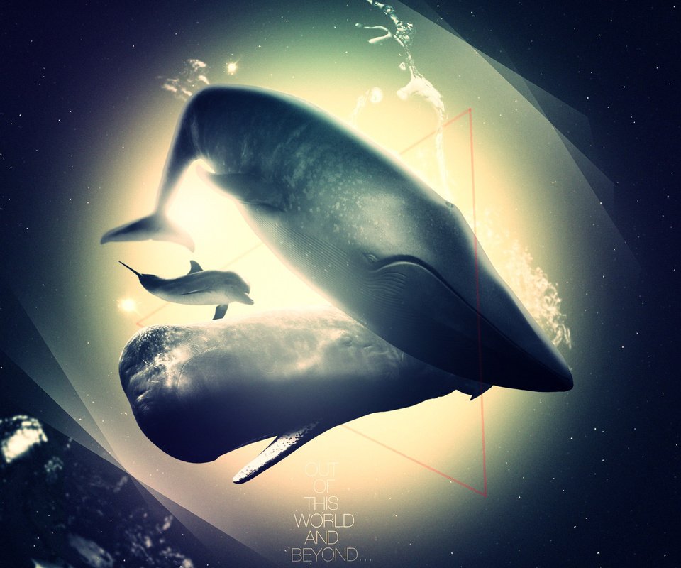 Обои кит, дельфин, бездна, kit, dolphin, abyss разрешение 2560x1440 Загрузить