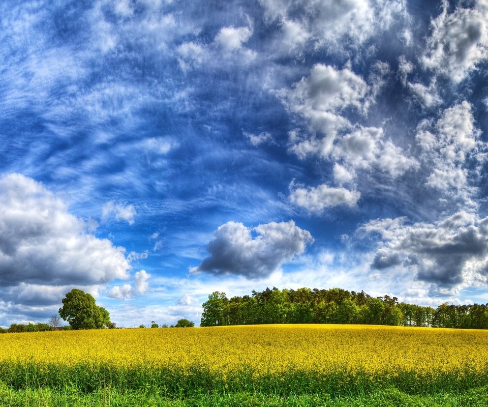 Обои небо, облака, желтый, поле, the sky, clouds, yellow, field разрешение 2560x1600 Загрузить