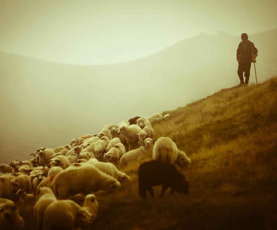 Обои горы, пастух, фото, животные, пейзажи, красота, овцы, овчарка, овечки, пастырь, mountains, photo, animals, landscapes, beauty, sheep, shepherd разрешение 2560x1600 Загрузить