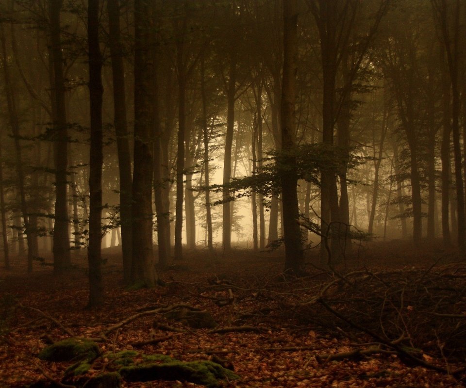 Обои деревья, лес, листья, туман, ветки, мох, trees, forest, leaves, fog, branches, moss разрешение 1920x1200 Загрузить