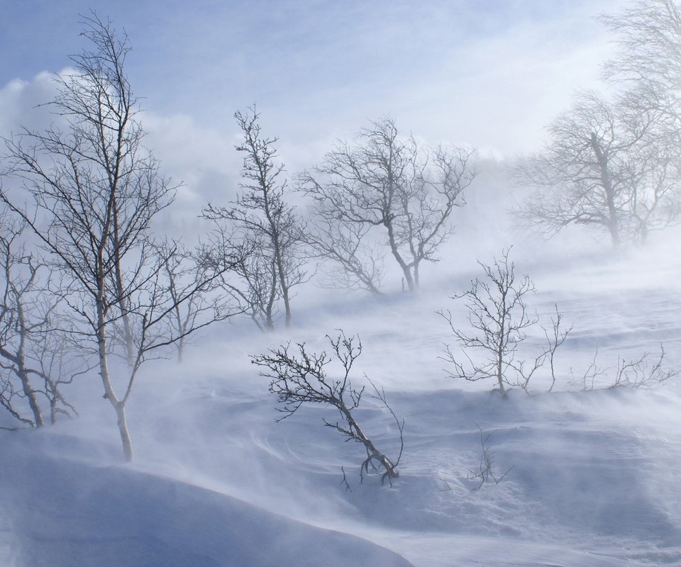 Обои деревья, снег, обои, лес, зима, холод, холм, вьюга, trees, snow, wallpaper, forest, winter, cold, hill, blizzard разрешение 1920x1200 Загрузить