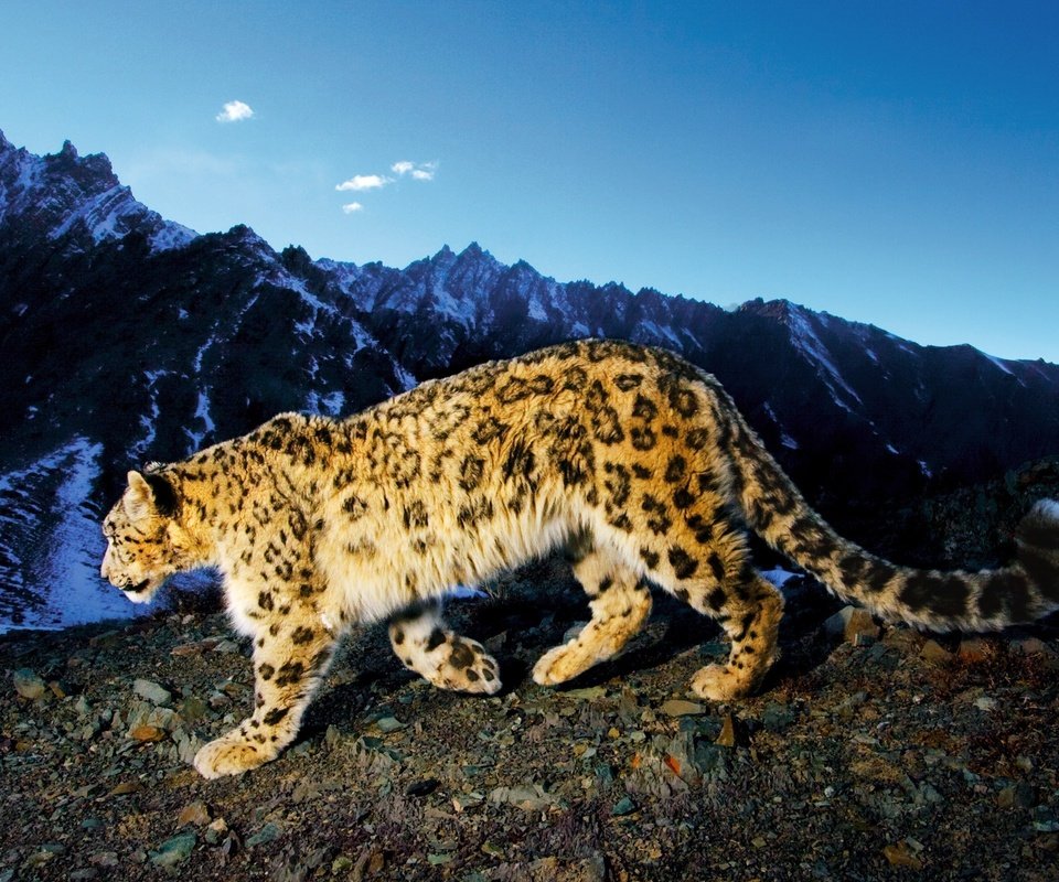 Обои горы, снежный барс, ирбис, mountains, snow leopard, irbis разрешение 2560x1600 Загрузить