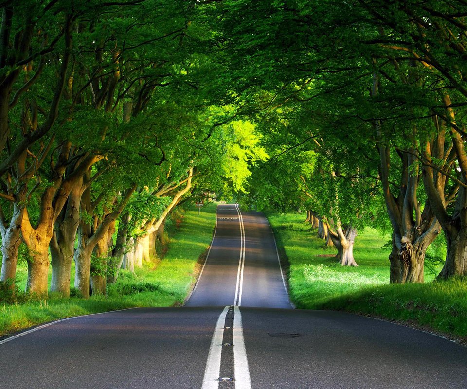 Обои дорога, лес, лето, road, forest, summer разрешение 1920x1440 Загрузить
