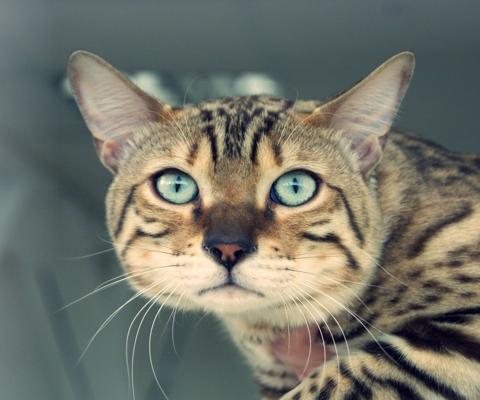 Обои кот, вгляд, полосатый, cat, peer, striped разрешение 2560x1600 Загрузить