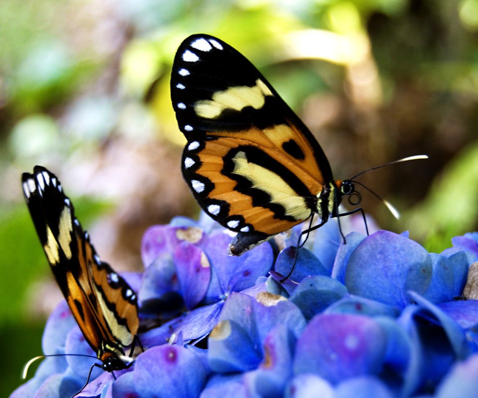 Обои цветы, бабочки, нектар, flowers, butterfly, nectar разрешение 2560x1600 Загрузить