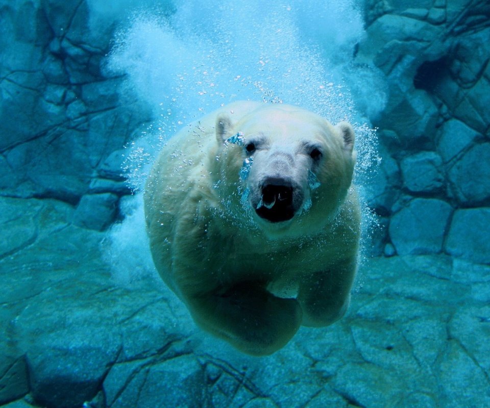 Обои вода, белый медведь, медведь под водой, water, polar bear, bear under water разрешение 1920x1440 Загрузить