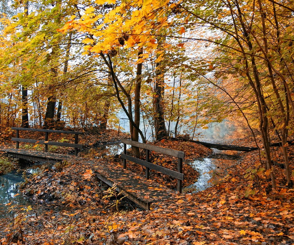 Обои лес, ручей, осень, forest, stream, autumn разрешение 1920x1080 Загрузить