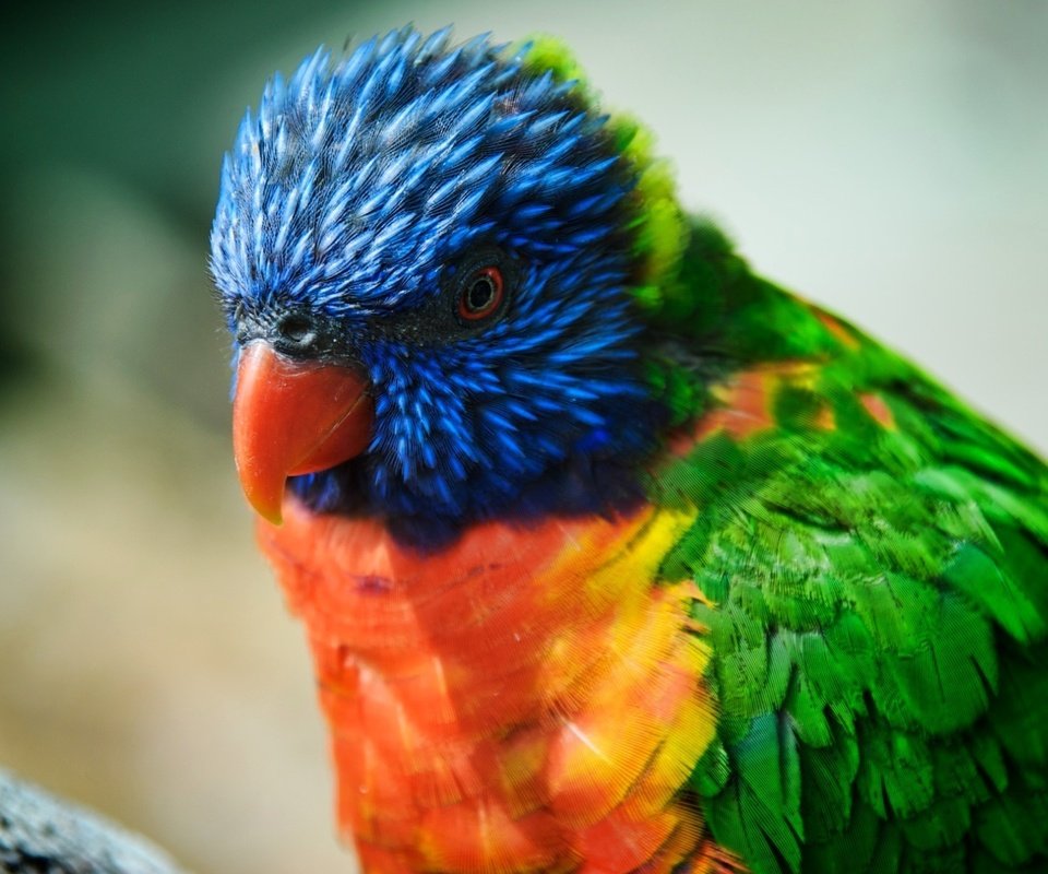 Обои красота, птица, попугай, радужный лорикет, beauty, bird, parrot, rainbow lorikeet разрешение 1920x1200 Загрузить