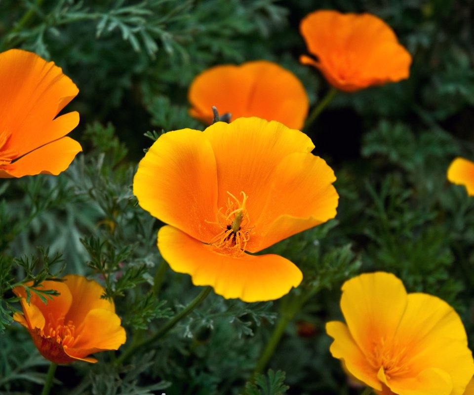 Обои цветы, эшшольция, калифорнийский мак, flowers, escholzia, california poppy разрешение 1920x1080 Загрузить