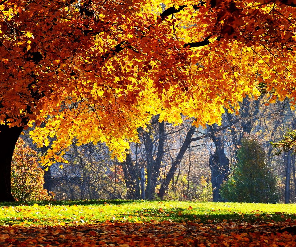 Обои деревья, солнце, лес, парк, листва, осень, trees, the sun, forest, park, foliage, autumn разрешение 1920x1080 Загрузить