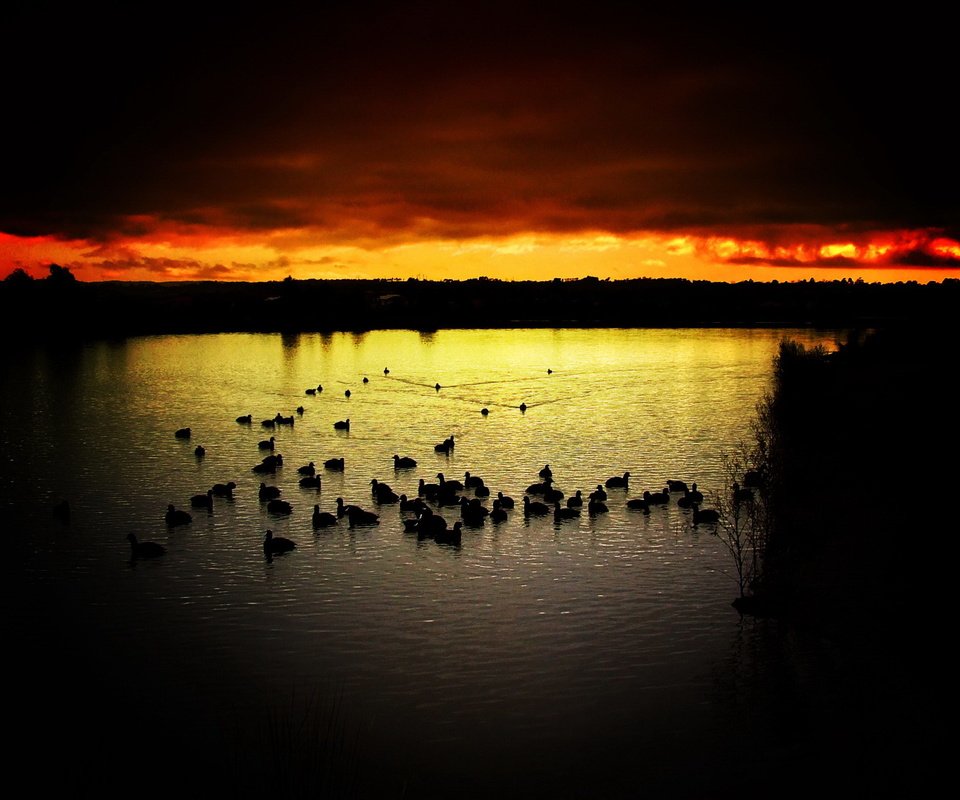 Обои небо, вечер, озеро, закат, птицы, утки, the sky, the evening, lake, sunset, birds, duck разрешение 1920x1440 Загрузить
