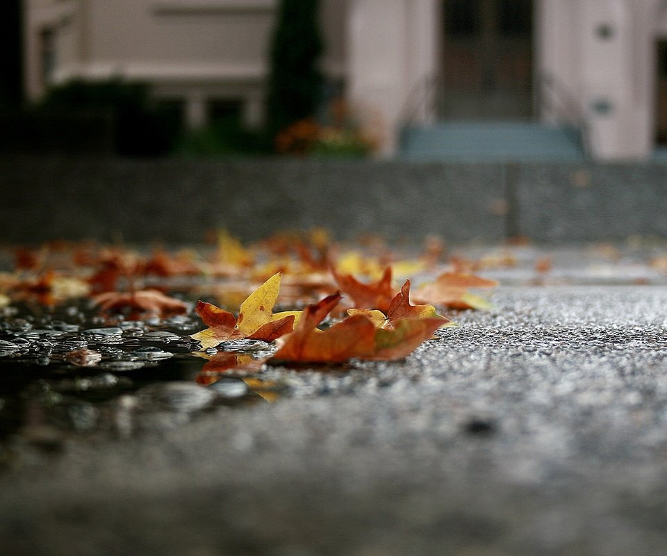 Обои листья, макро, осень, асфальт, лужа, leaves, macro, autumn, asphalt, puddle разрешение 1920x1080 Загрузить