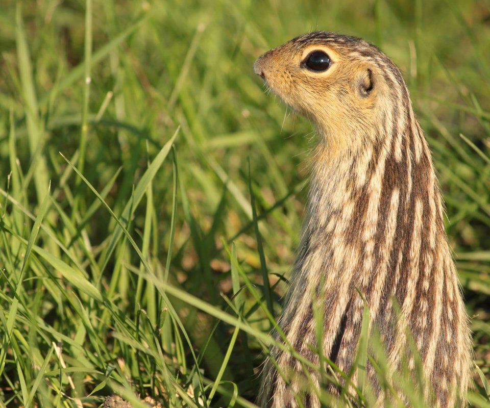 Обои трава, животное, суслик, grass, animal, gopher разрешение 2560x1600 Загрузить