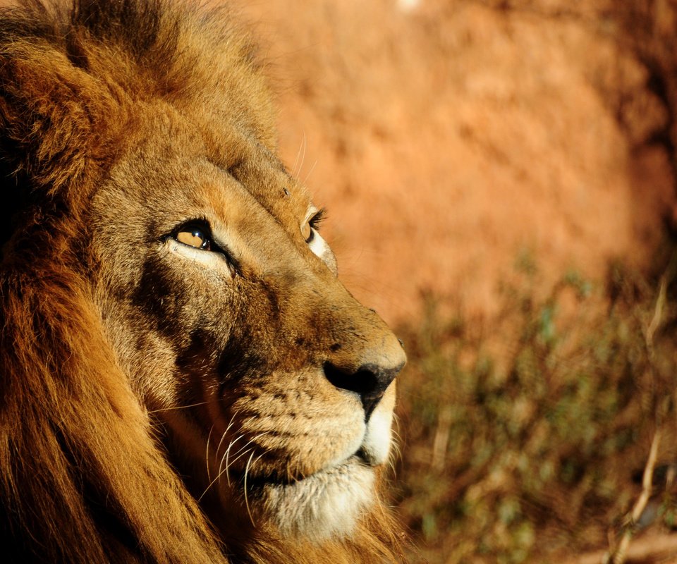 Обои взгляд, хищник, большая кошка, лев, грива, царь зверей, look, predator, big cat, leo, mane, the king of beasts разрешение 2560x1920 Загрузить