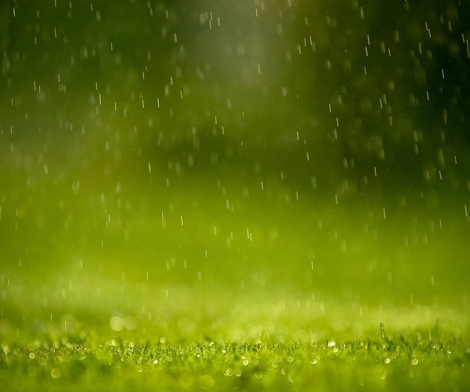 Обои трава, капли, дождь, лужайка, грин, grass, drops, rain, lawn, green разрешение 1920x1200 Загрузить