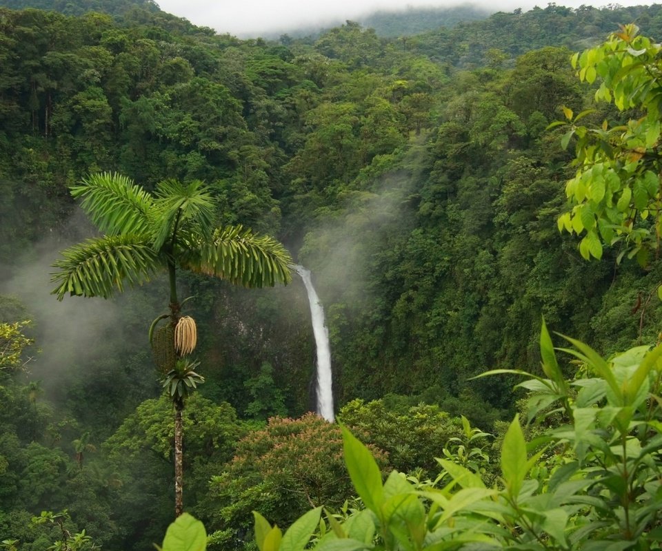 Обои водопад, пальма, тропики, джунгли, waterfall, palma, tropics, jungle разрешение 1920x1080 Загрузить