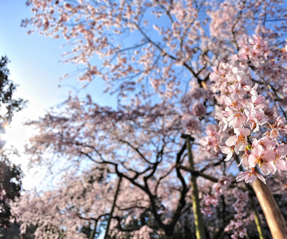 Обои цветы, деревья, солнце, цветение, лучи, весна, вишня, flowers, trees, the sun, flowering, rays, spring, cherry разрешение 1920x1080 Загрузить