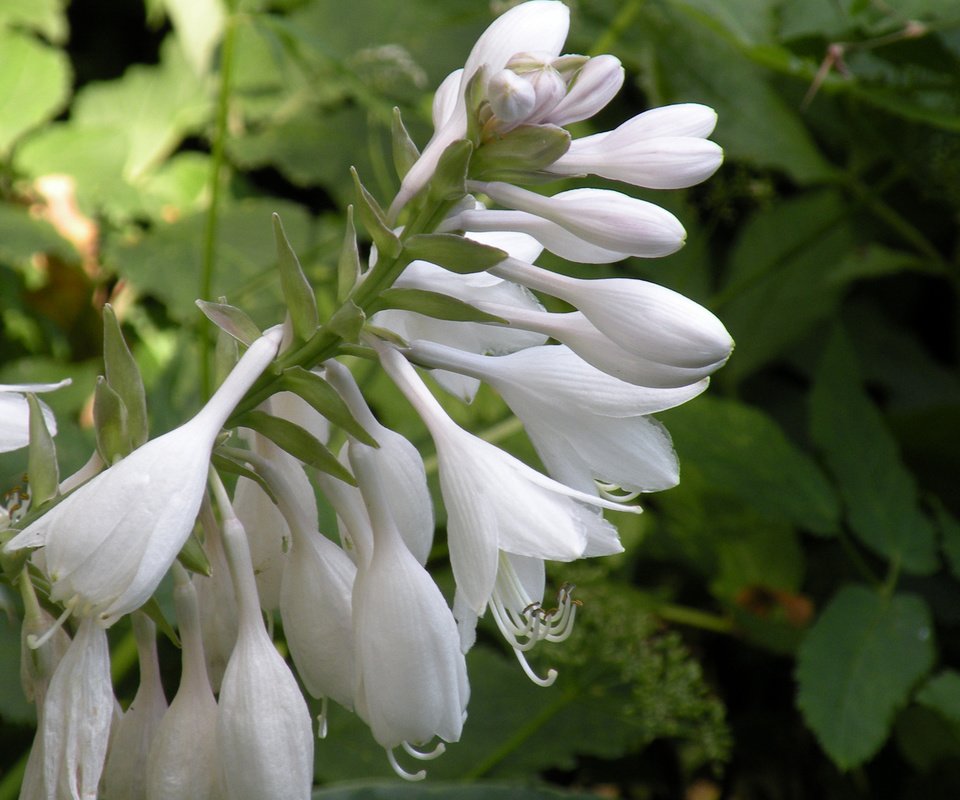 Обои цветы, белые, колокольчики, бутончики, flowers, white, bells, buds разрешение 1920x1200 Загрузить