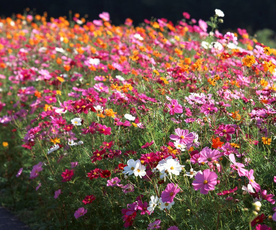 Обои цветы, клумба, космея, flowers, flowerbed, kosmeya разрешение 1920x1200 Загрузить